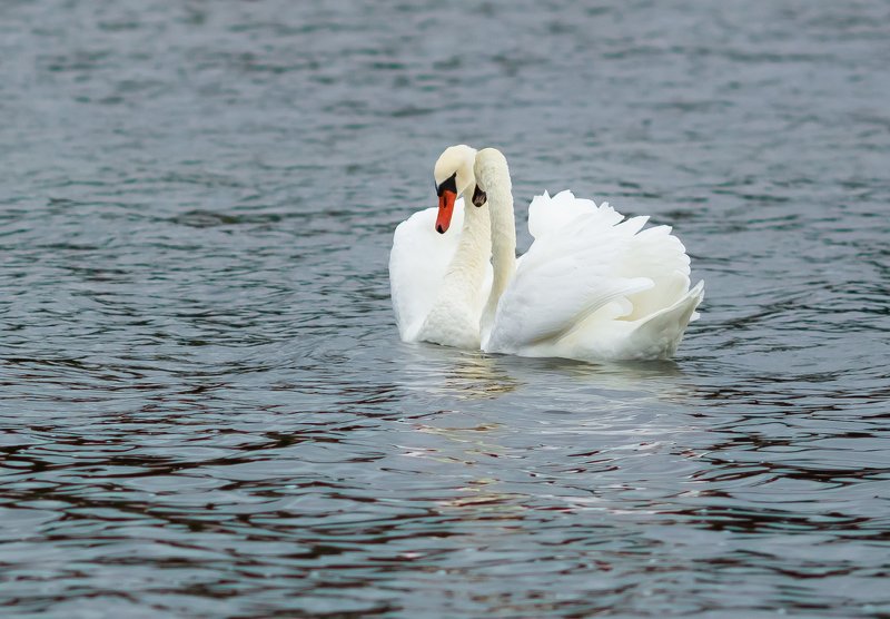 дания, лебеди, море, верность, любовь, чувства, Лебединная верность. Берег Северного моря в Дании.photo preview