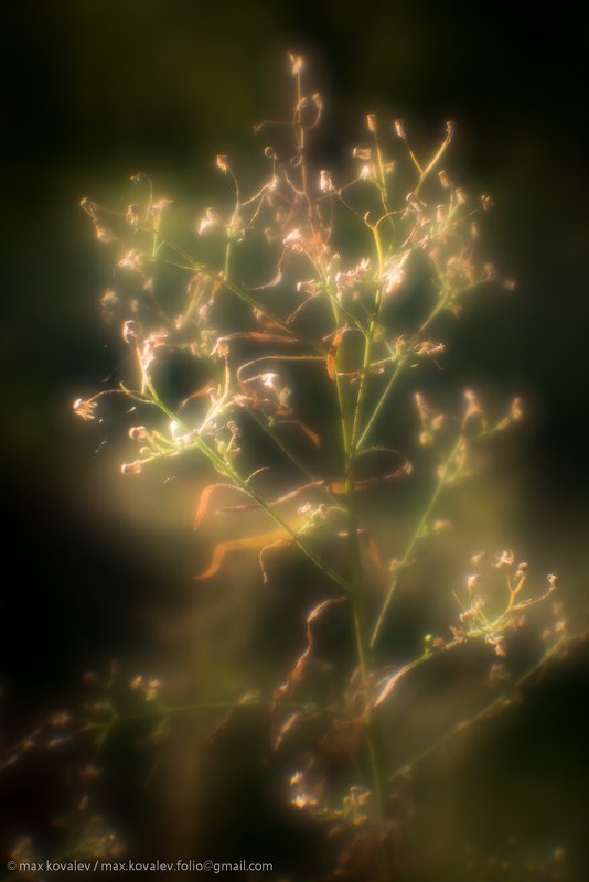 бабье лето, осень, Indian summer, autumn, soft, мягкий, монокль, трава, размытость, soft focus, monocle, растение, plant, grass Воспоминание / Remembrancephoto preview