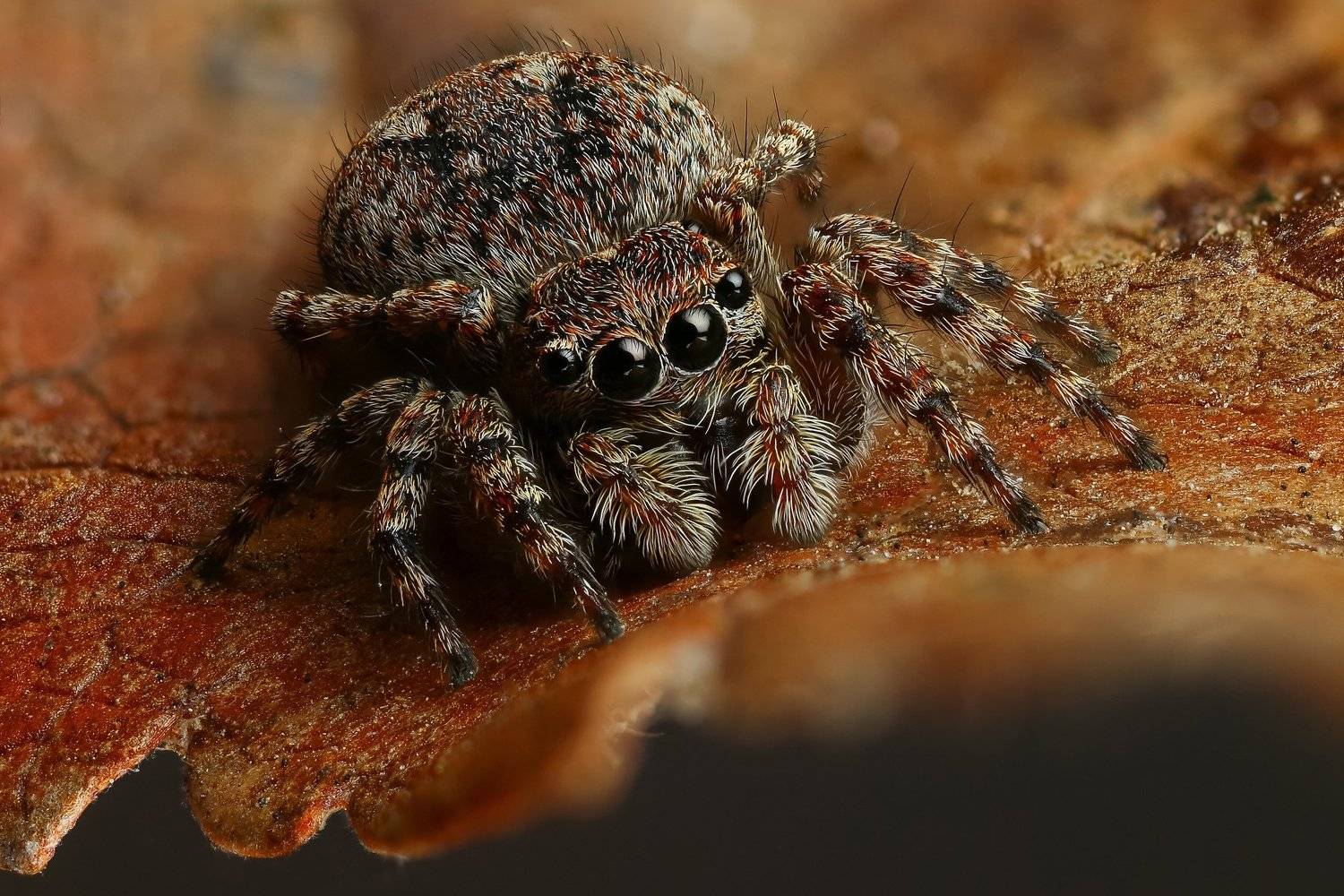 Глазки. Автор: Андрей Шаповалов макро,природа,паук,цвет,коричневый,животное,растение,лист,глаза, Андрей Шаповалов