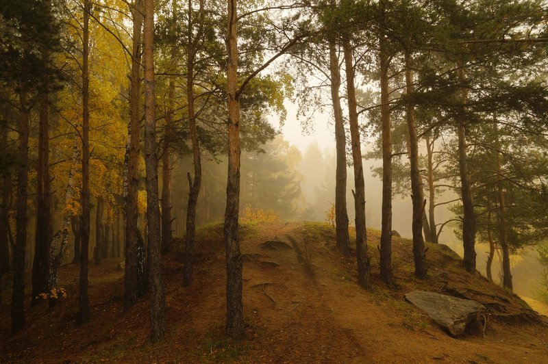 пейзаж,туман,октябрь,лес ***photo preview