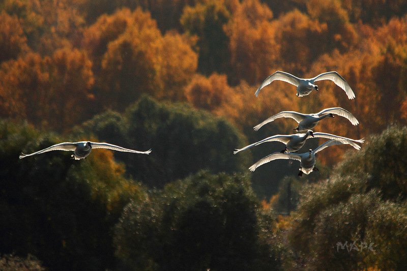 животные птицы лебеди шипуны озеро кандры-куль башкирия Лебеди Кандры-Куляphoto preview