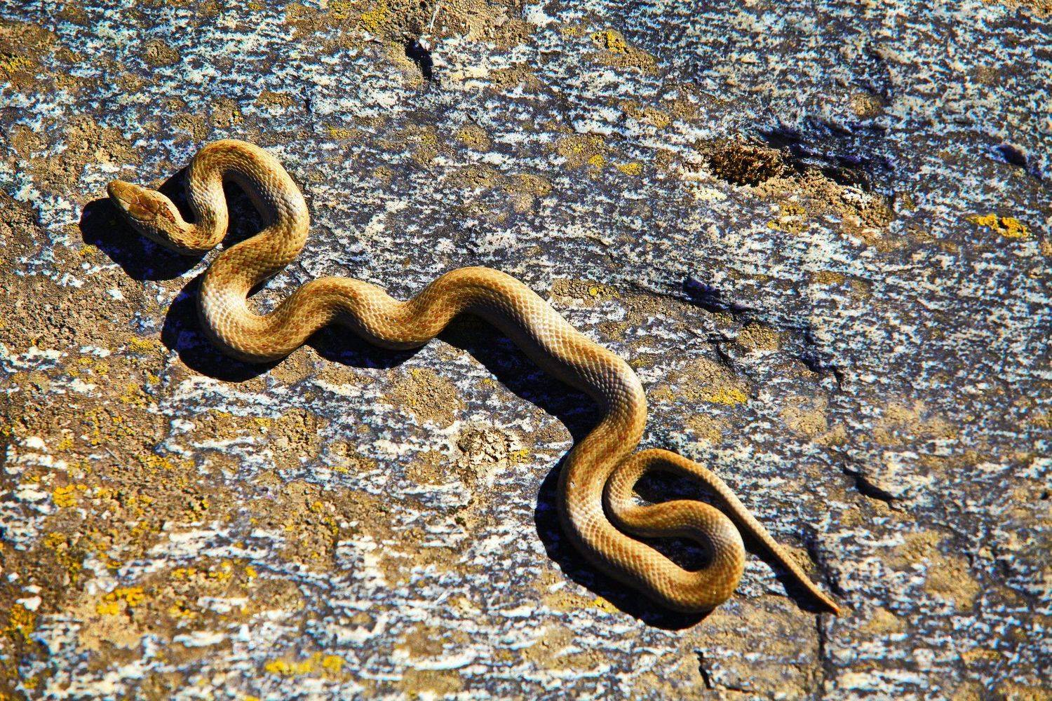 Автор: петр чиков , петр чиков