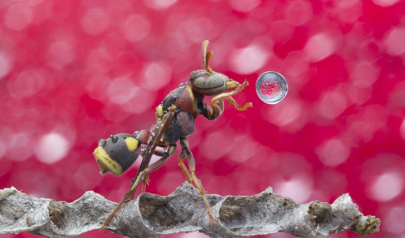 #macro#wasp#waterbubble#reflection#colors Wasp Blowing Water Bubblephoto preview