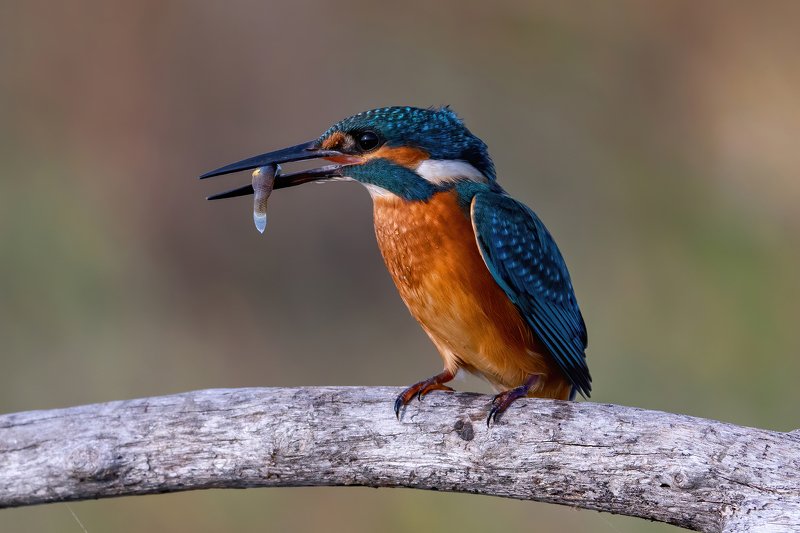 Kingfisher....photo preview