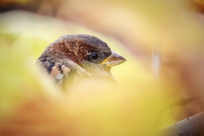 Воробьиные Истории Андрея Полякова Воробей и туманphoto preview
