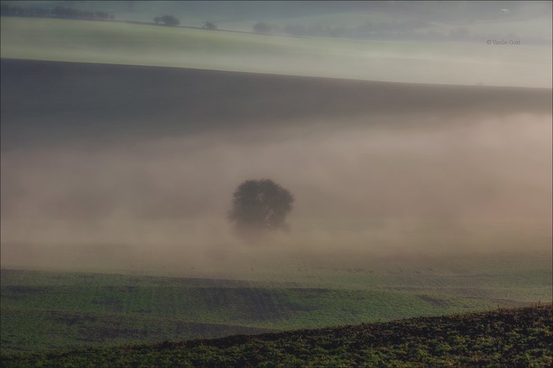 южная моравия,пейзаж,косули,линии,south moravian,lines,туман,свет,czech,осень,чехия,landscapes,поле,дерево,morning,colors,fog DIAGONALE фото превью