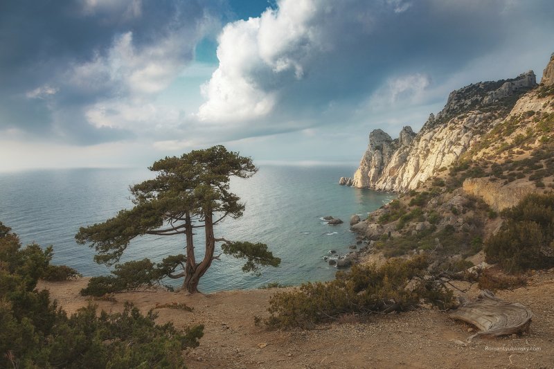 крым, новый свет, крым, сосна, дерево, пейзаж, горы У старой сосныphoto preview