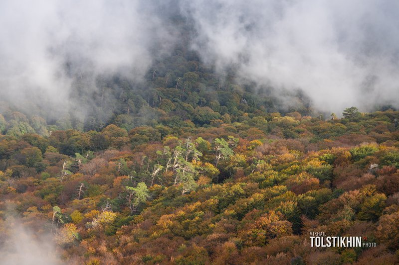 туманная осеньphoto preview