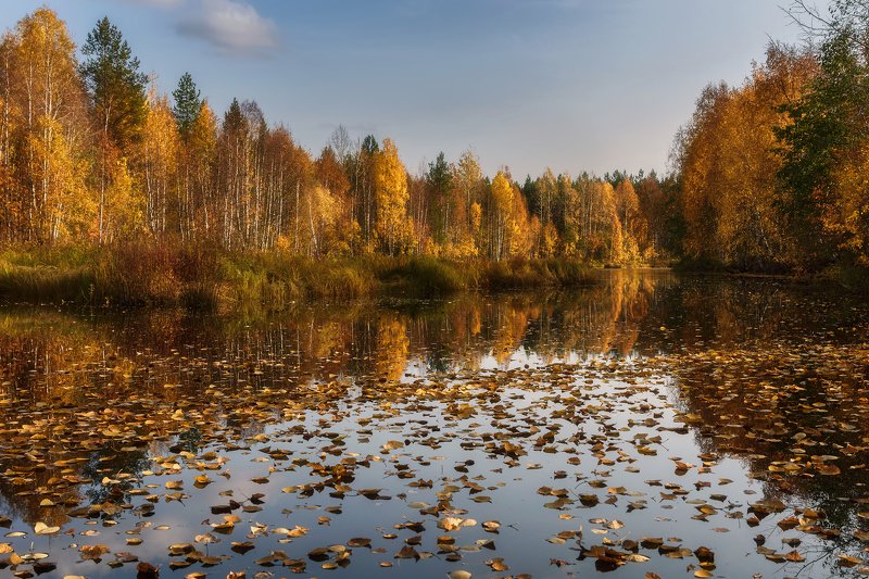 осень, сентябрь, река, вода, небо, отражения, тишина, кусты, деревья, листопад, листоход Листопад на тихой речкеphoto preview