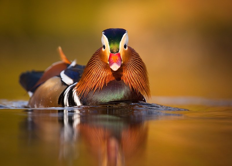 Mandarin duckphoto preview