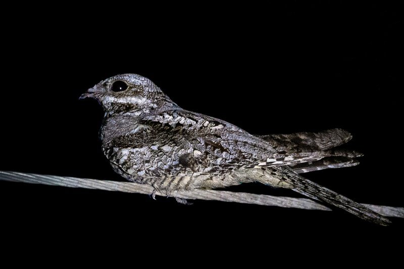 nightjar, european nightjar, european, nature, wildlife, photography, nature, 35awards, 35photo, wildlife, bird, birds, birds of india, parth, parth kansara, parth kansara wildlife, indian wildlife, photo, photography, kutch, natures, European nightjarphoto preview