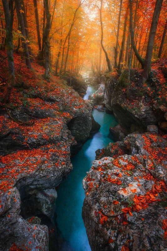 korite, mostnice, sloveia, landscape, autumn, orange, red, tree, forest, creek, river  korita mostnice photo preview