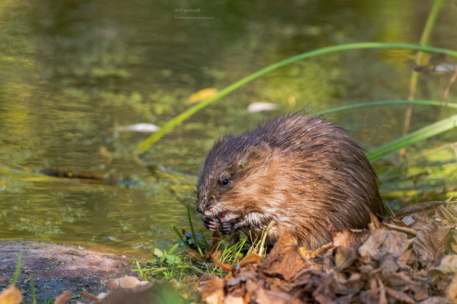 ондатра, животные, фотоохота, Дронов Константин