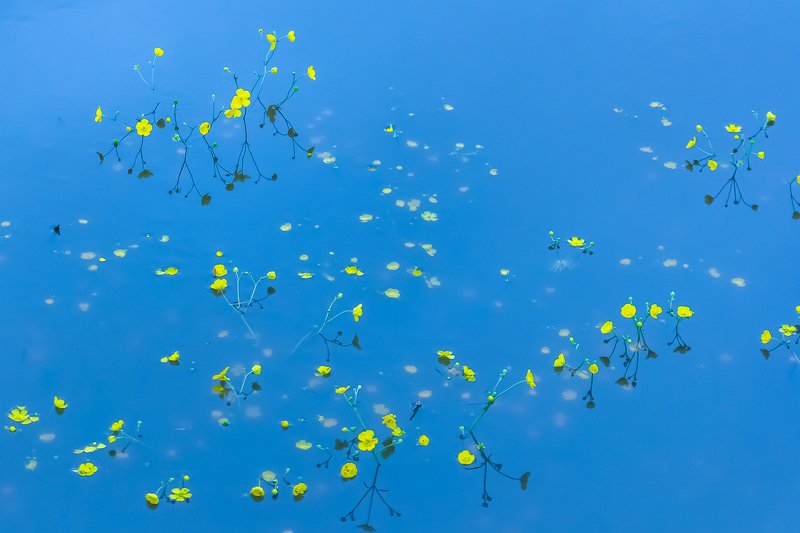 цветы, половодье, вода, голубой, желтый, отражения Затопленные цветыphoto preview