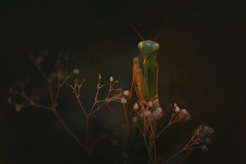 макро, богомол, насекомые photo preview