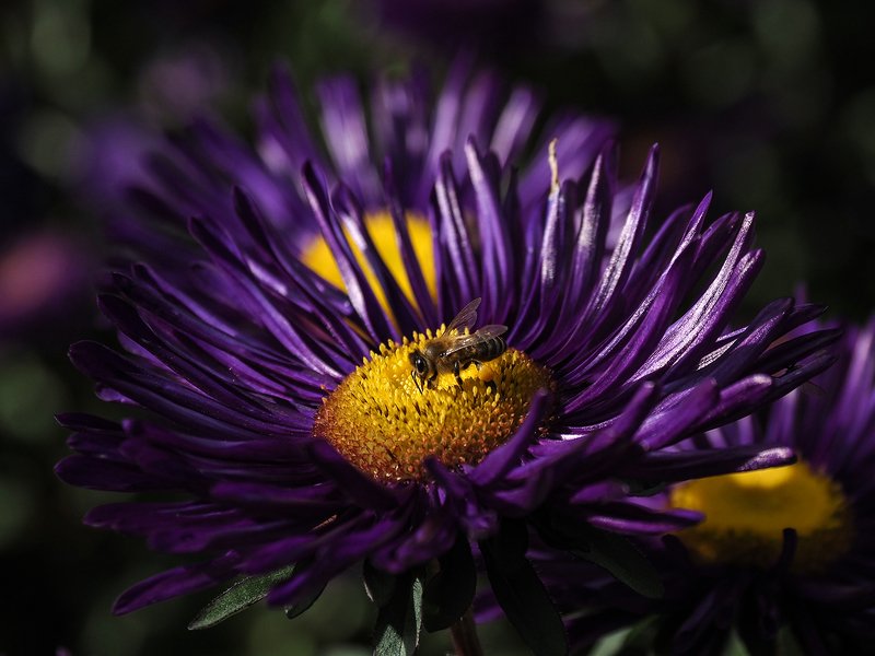 астрыphoto preview