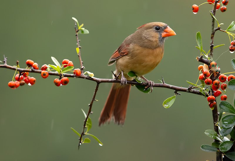 красный кардинал, northern cardinal, cardinal,кардинал Female Northern Cardinal. Самка. Красный Кардиналphoto preview