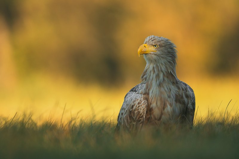 Sir Gandalf фото превью