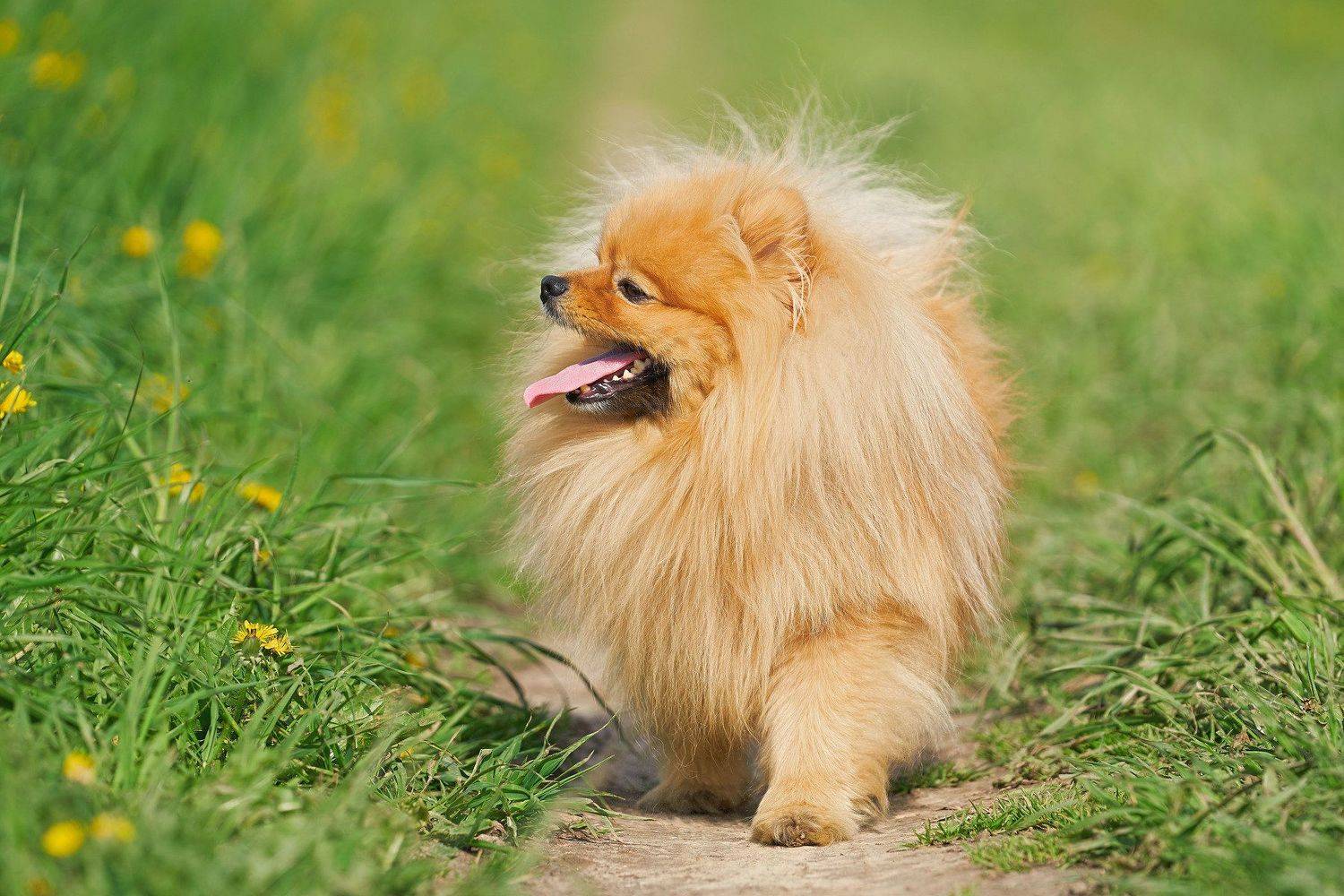 шпиц, собаки, породы собак, малый шпиц, Оксана Сироштан