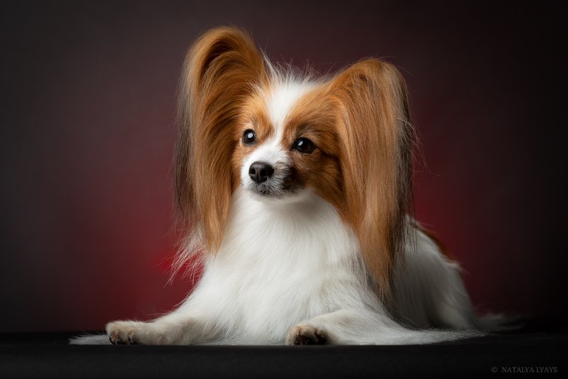 животные, собака, портрет,студия, без людей,pet,animal,canon,studio Папильонphoto preview