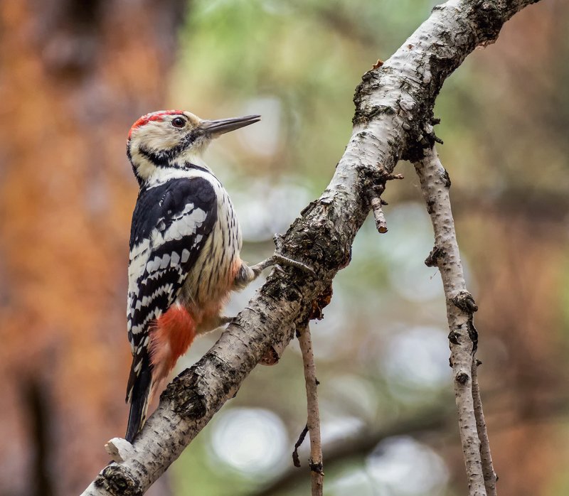 птица, белоспинный дятел, Белоспинный дятел..photo preview