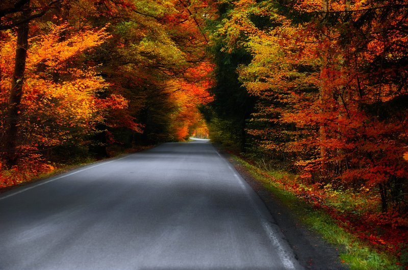 Дорога через буковый лес.photo preview