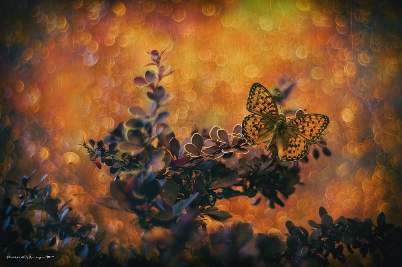 macro nature butterfly flower bokeh insect closeup Already Septemberphoto preview