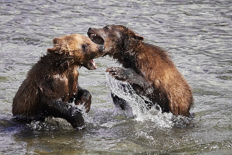 Чья рыбкаphoto preview