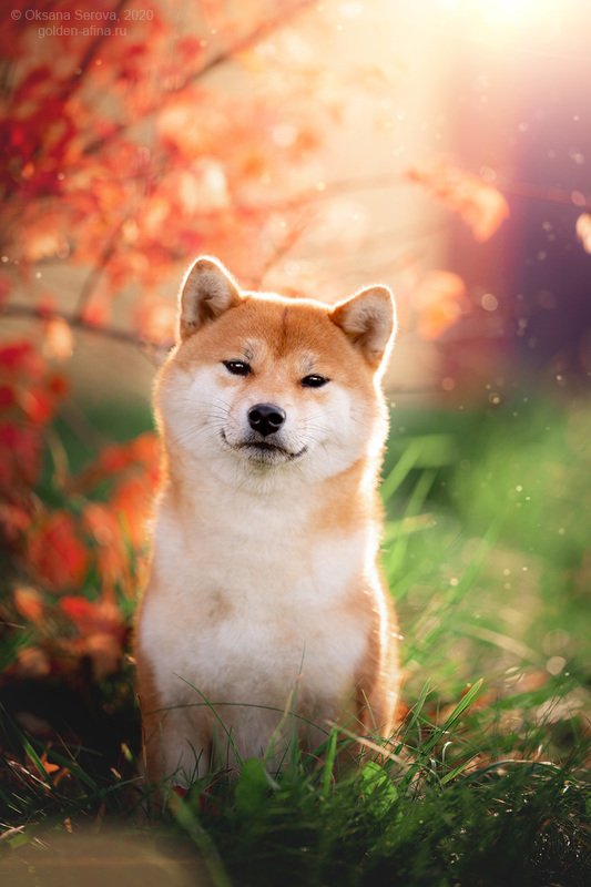 Немного Японииphoto preview