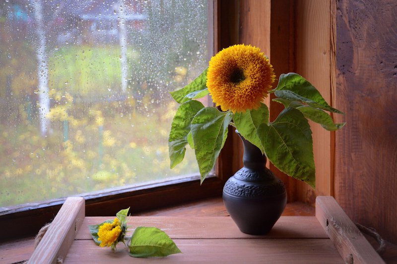 Солнце в бокалеphoto preview