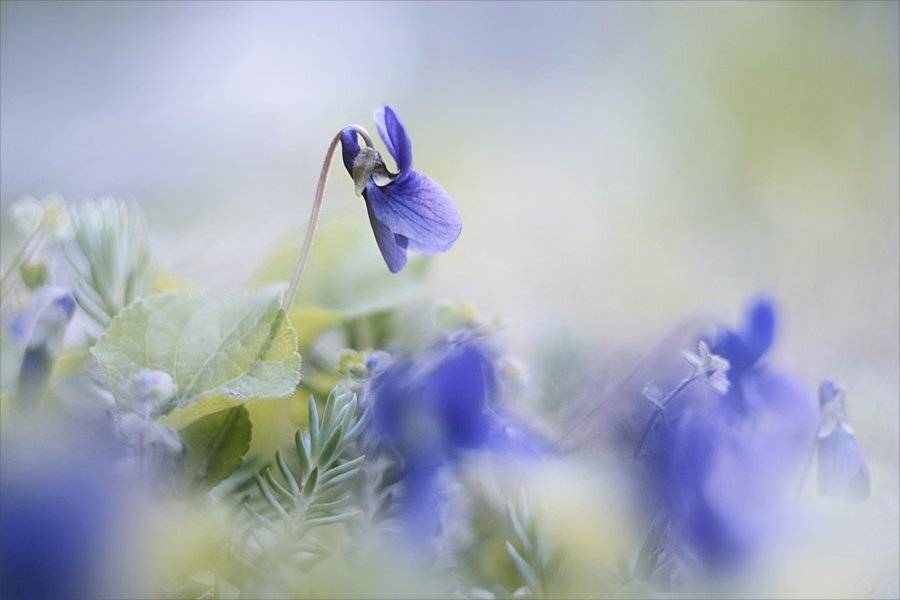 ***. Автор: Наталья Ова , Наталья Ова