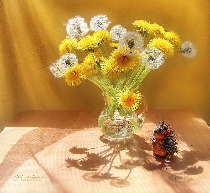 натюрморт, цветы, , одуванчики, утро, весна, свет, тень, ёжик Букет из солнышекphoto preview