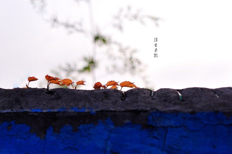 浮生未歇photo preview