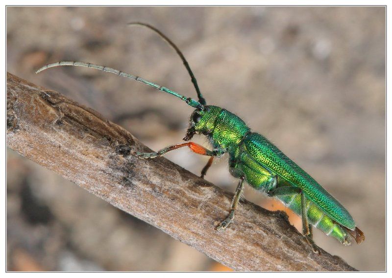 Малахитовыйphoto preview