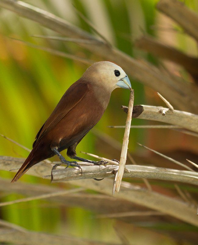 ткачик, брачные танцы, гнездо Брачные танцы с травинкойphoto preview