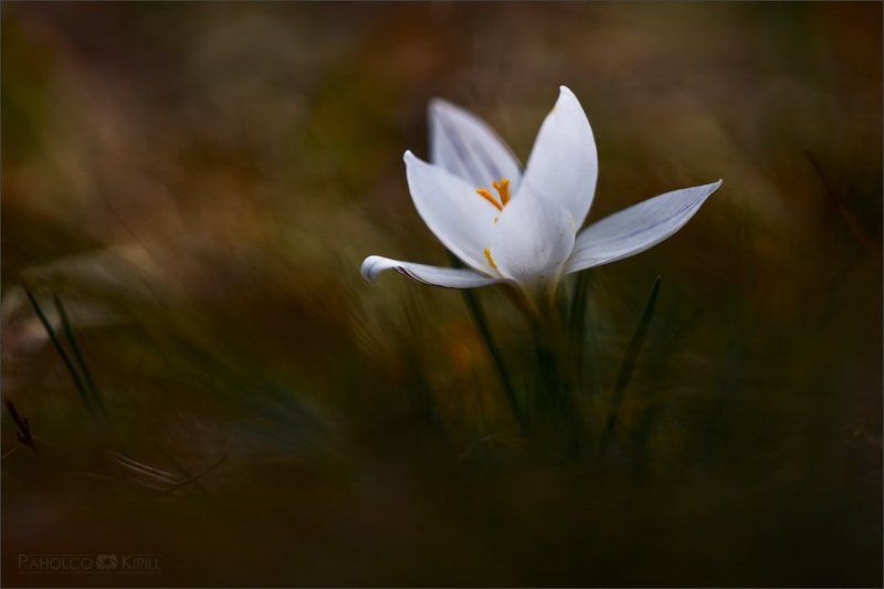 О крокусеphoto preview