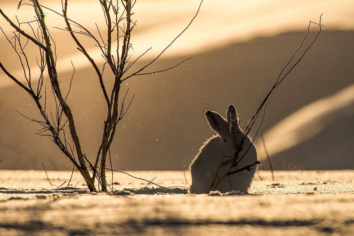 ***. Автор: Иван Кислов , Иван Кислов