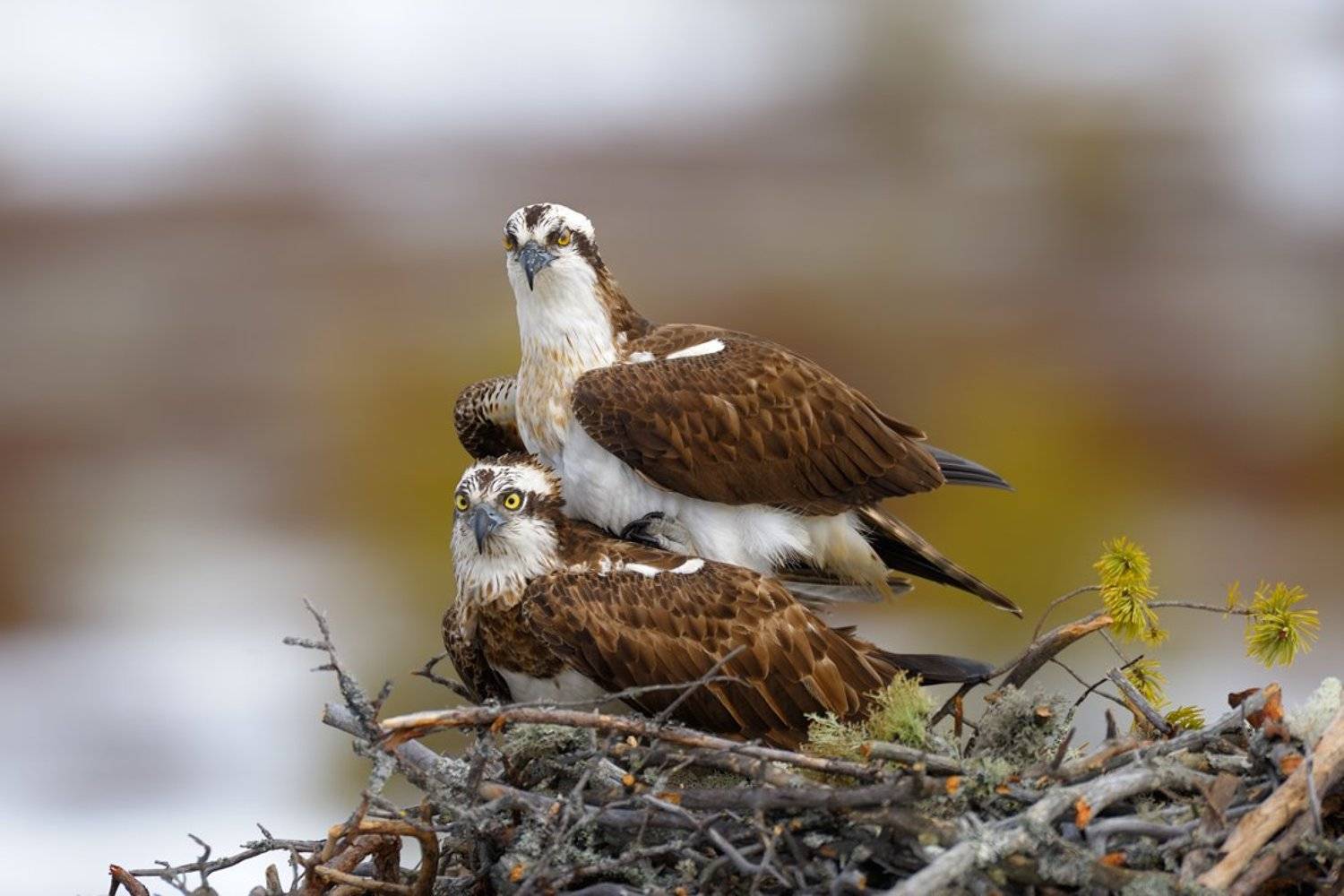 наблюдатели. Автор: Igor Shilokhvost , Igor Shilokhvost