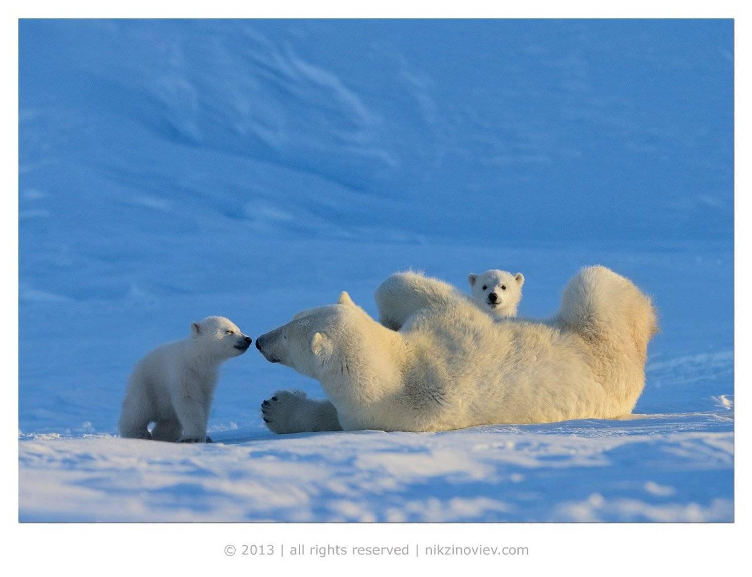 белая медведица, медвежата, дикая природа, арктика, канада, николай зиновьев, Николай Зиновьев