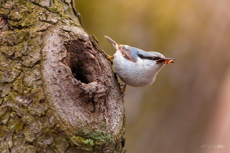 birds, eurasian nuthatch, kharkiv, nature, nest material, sitta еuropaea, tree, ukraine, поползень обыкновенный Весеннее строительствоphoto preview