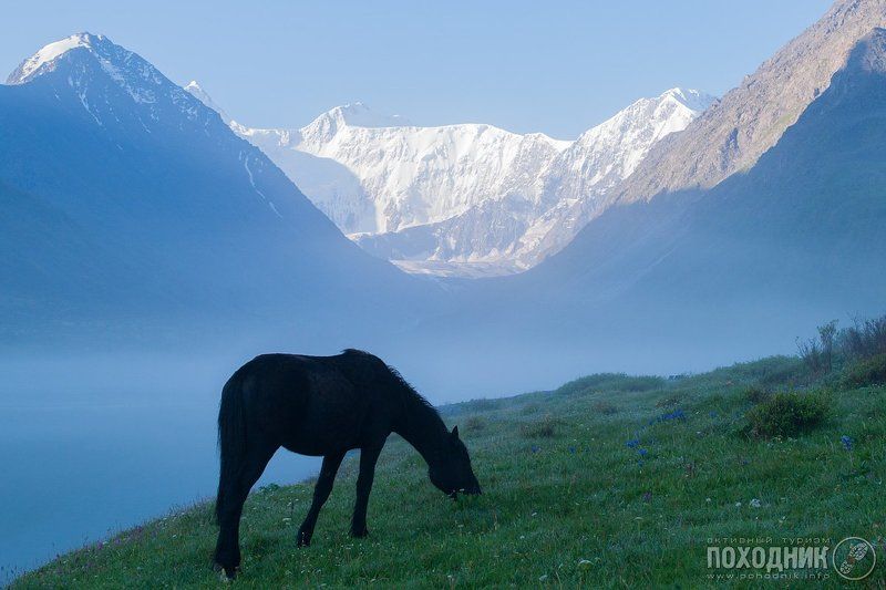 Чёрная лошадь на фоне Белухиphoto preview