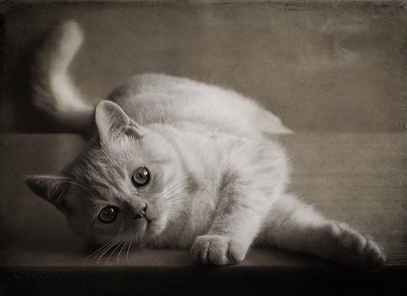 кот, котёнок, британец, экзот Котобанда :) фото превью