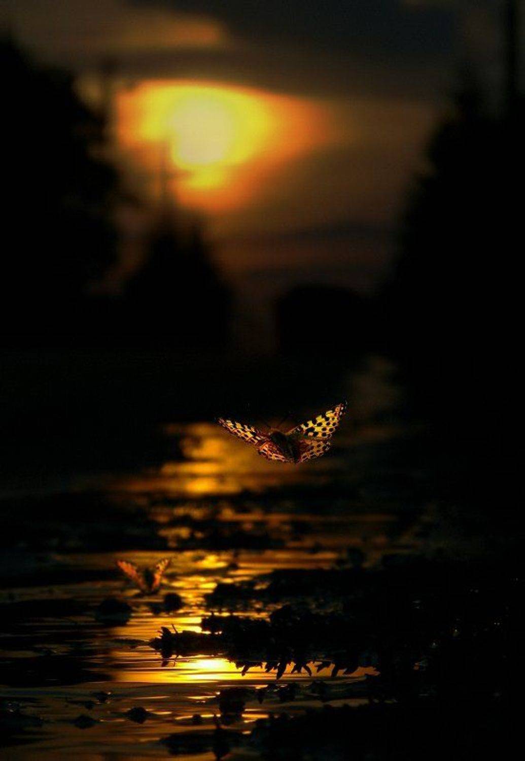 потерянных моментов. Автор: Emerald Wake wake,macro,sun,street,summer,mood,butterfly, Emerald Wake