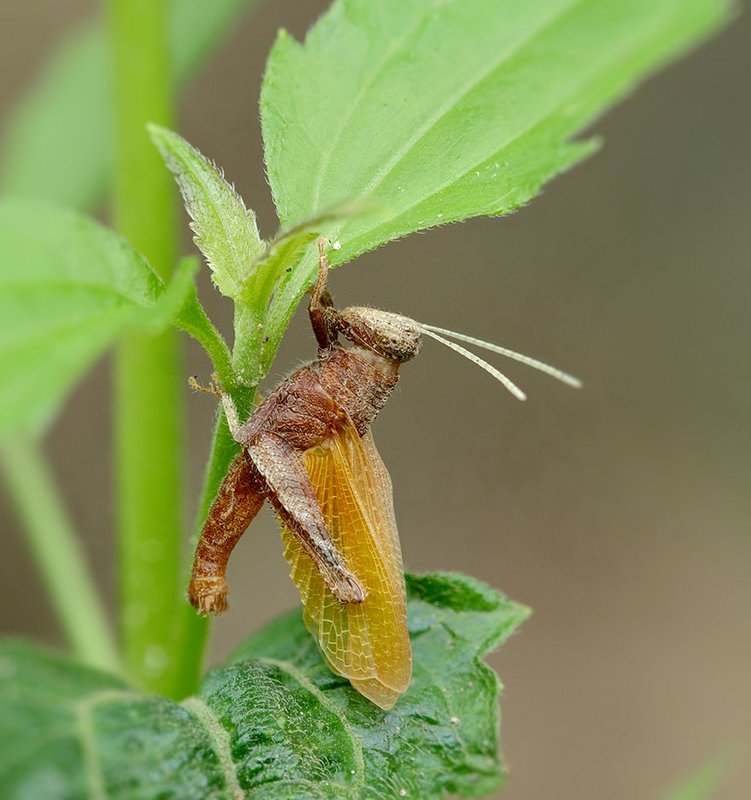 Диабло...photo preview