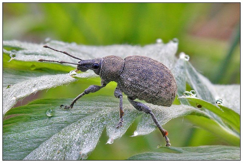 otiorrhichus, ligustici Утренняя прогулкаphoto preview