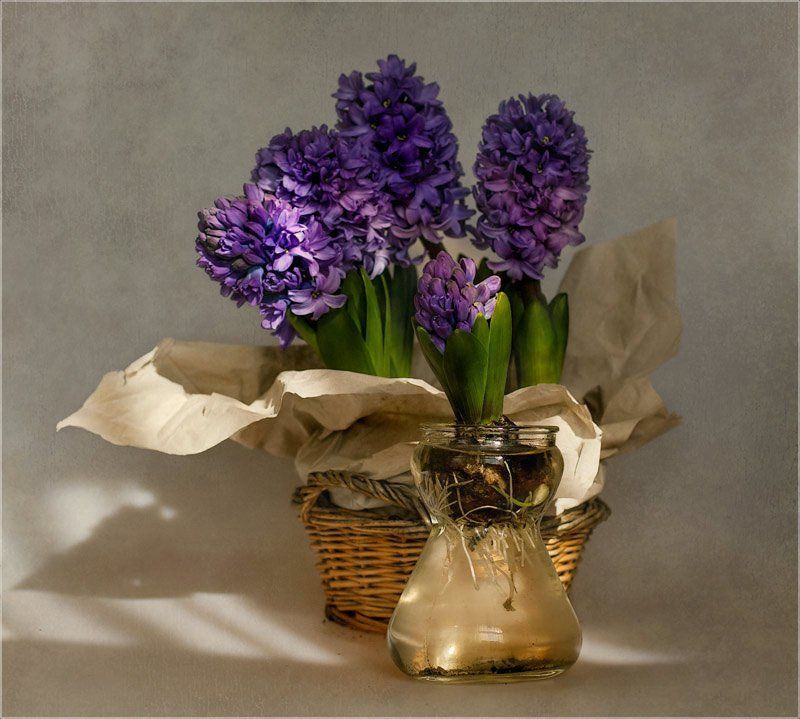 foto liubos, натюрморт, гиацинты .. и всё-таки Весна.. фото превью
