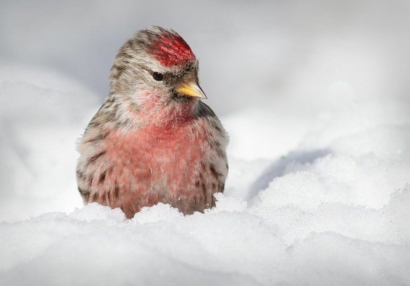 В красной рубашоночке...photo preview