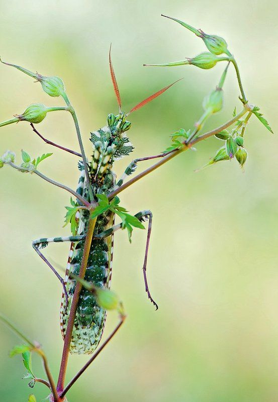 Blepharopsis mendica - царь богомолов Израиляphoto preview