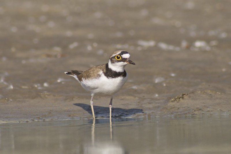 малый, зуек Про жизнь зуйков и ... фотографаphoto preview