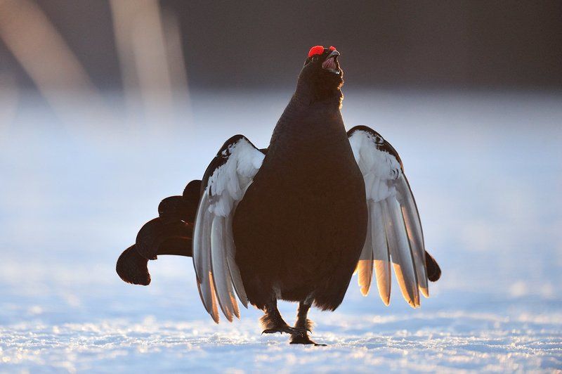 Зовущий веснуphoto preview